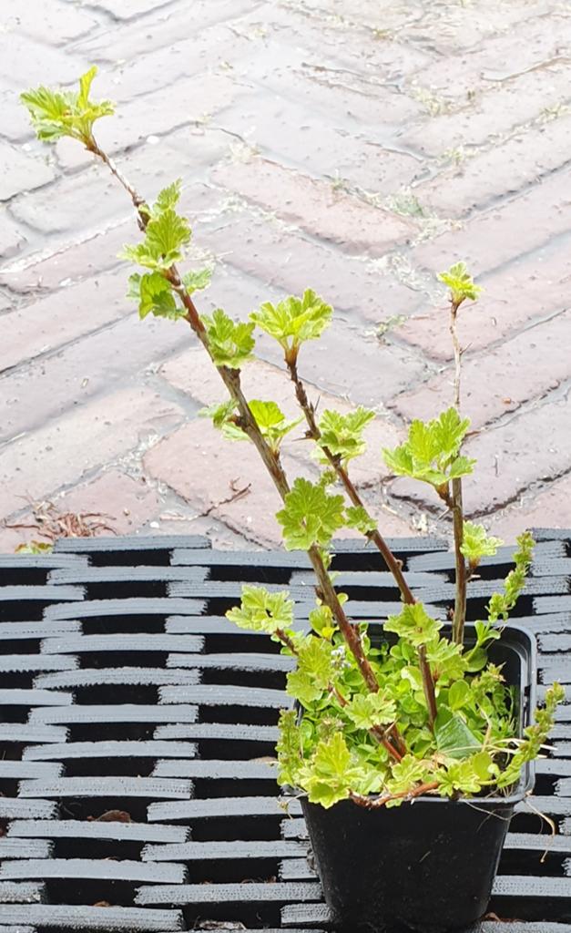 Kruisbes, Ophalen of Verzenden, Overige soorten, Volle zon