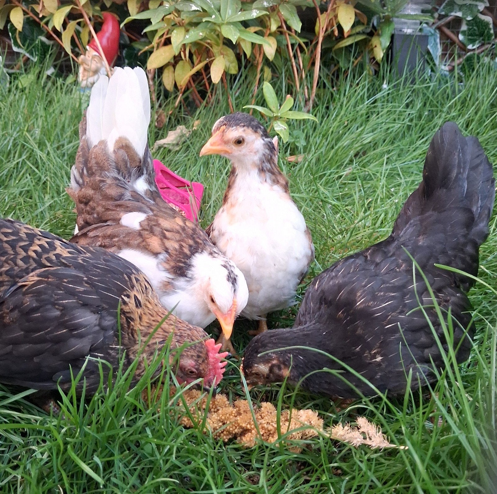 Serama's, Dieren en Toebehoren, Pluimvee, Meerdere dieren, Kip
