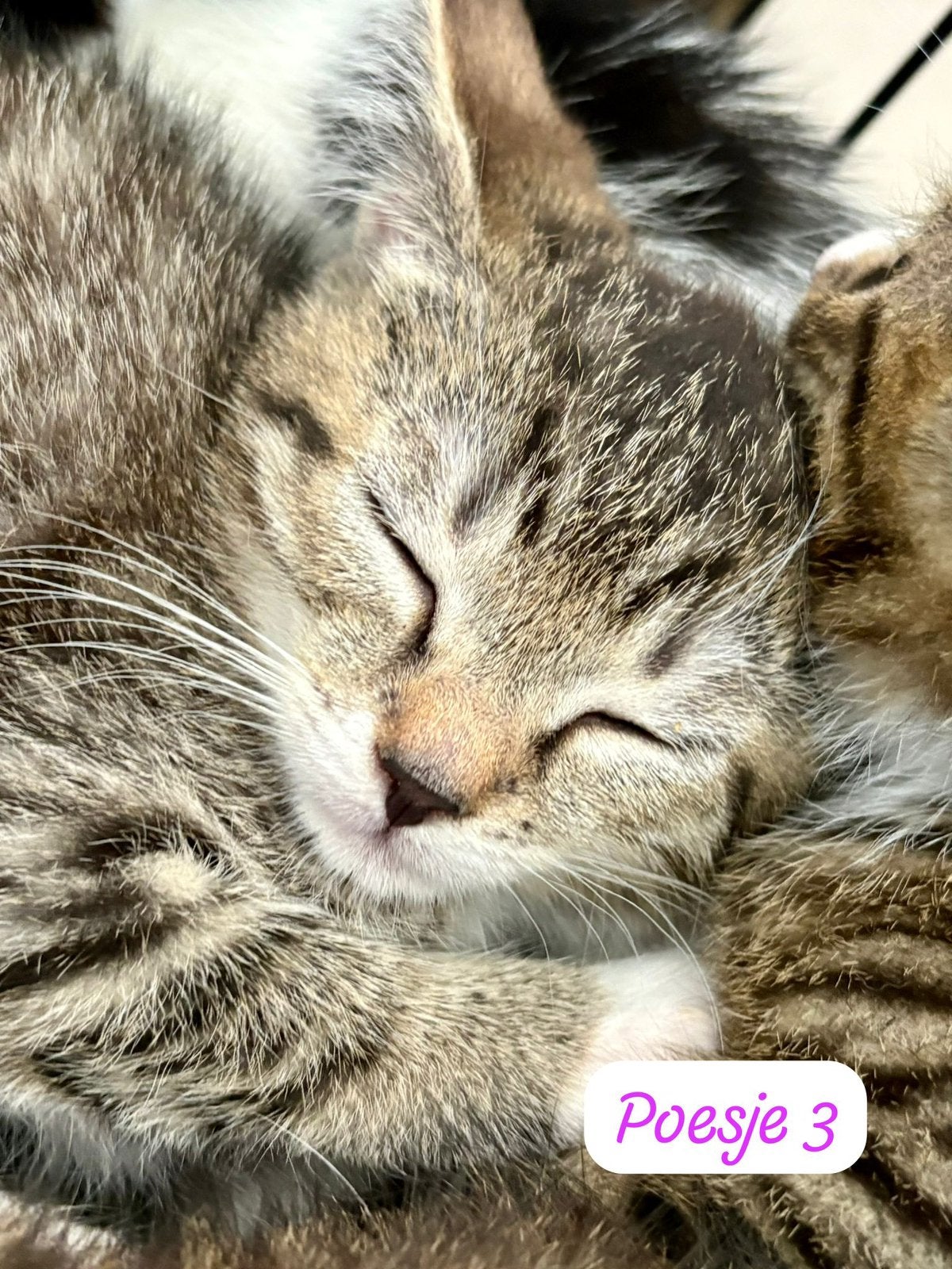 Kittens, Meerdere dieren