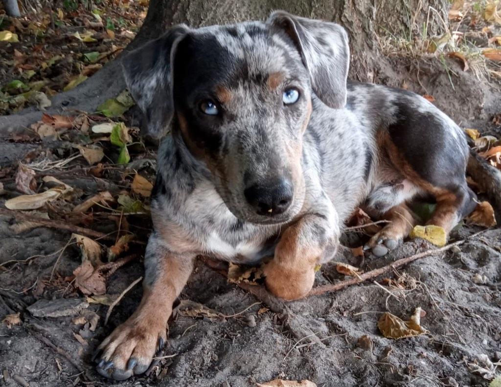 Dekreutje Jack Russell, Dieren en Toebehoren, België, Particulier, Reu, Parvo