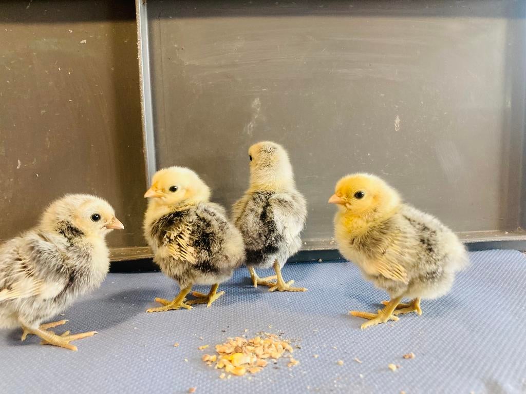 Sebright zilver/zwart kriel kuikes, Dieren en Toebehoren, Geslacht onbekend, Kip