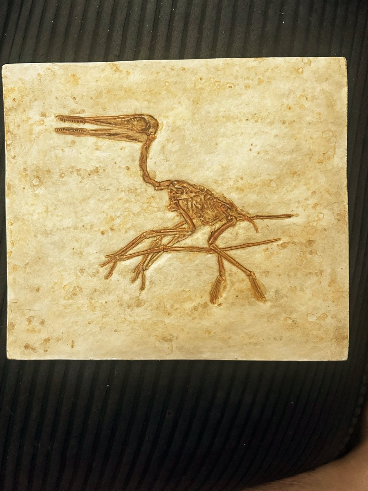 Museumkwaliteit Pterosaurus replica uit Solnhofen, Ophalen of Verzenden, Fossiel