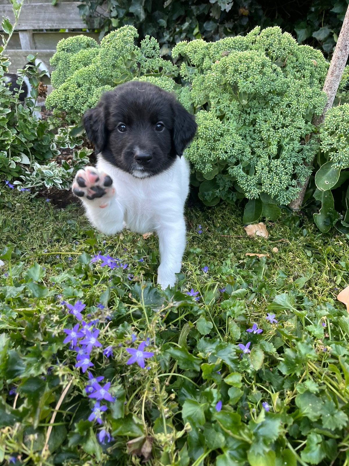 Prachtige pups Friese Stabij/Drentse Patrijs, Dieren en Toebehoren, 8 tot 15 weken, Meerdere, Meerdere dieren, Middel