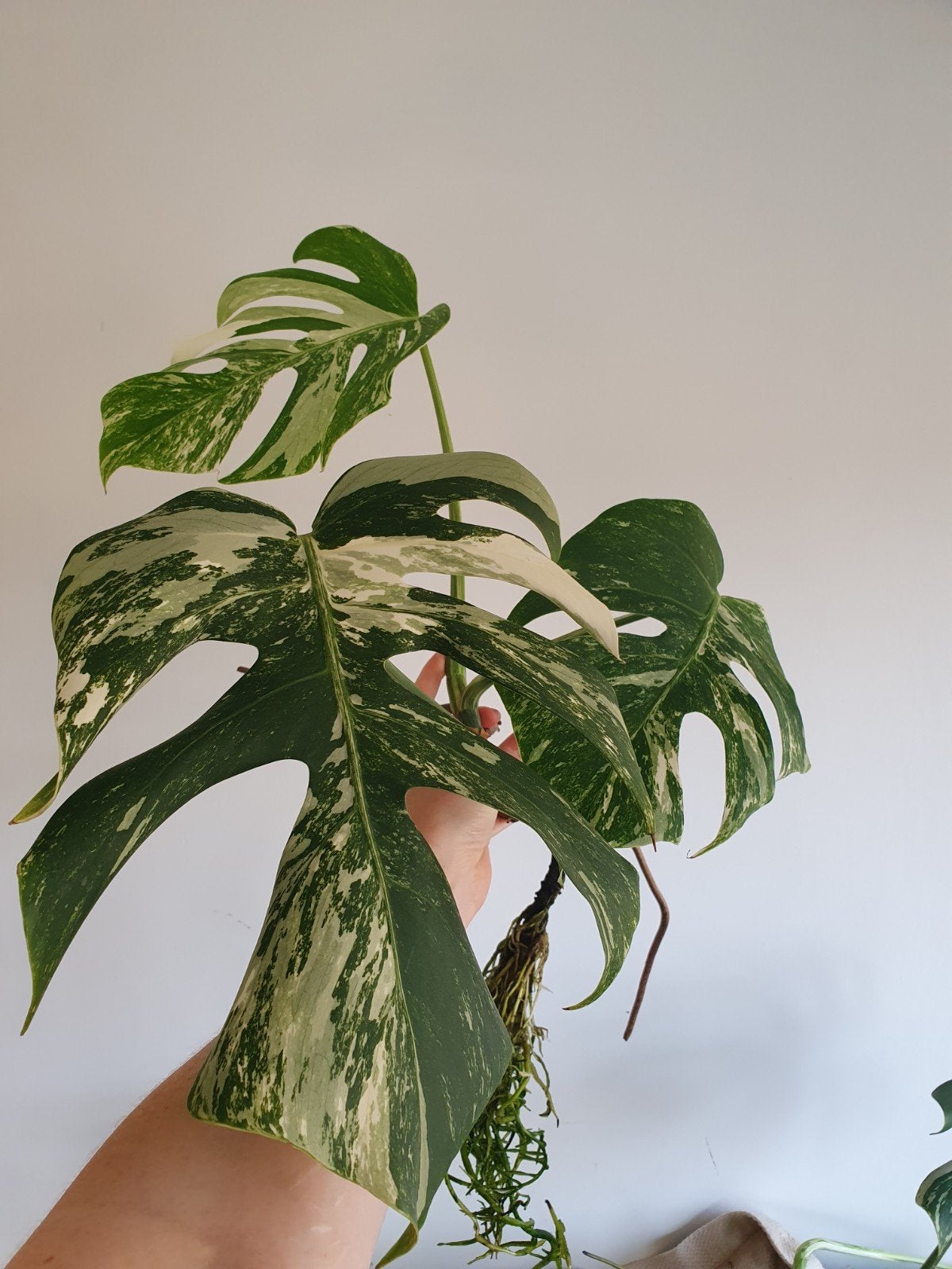 Monstera variegata stek, Ophalen, Halfschaduw, Minder dan 100 cm