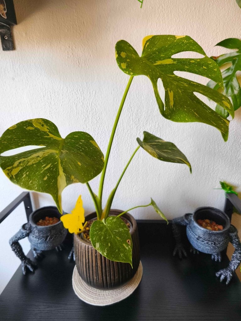 Monstera Thai-Constellation, Ophalen, Overige soorten, Halfschaduw, In pot