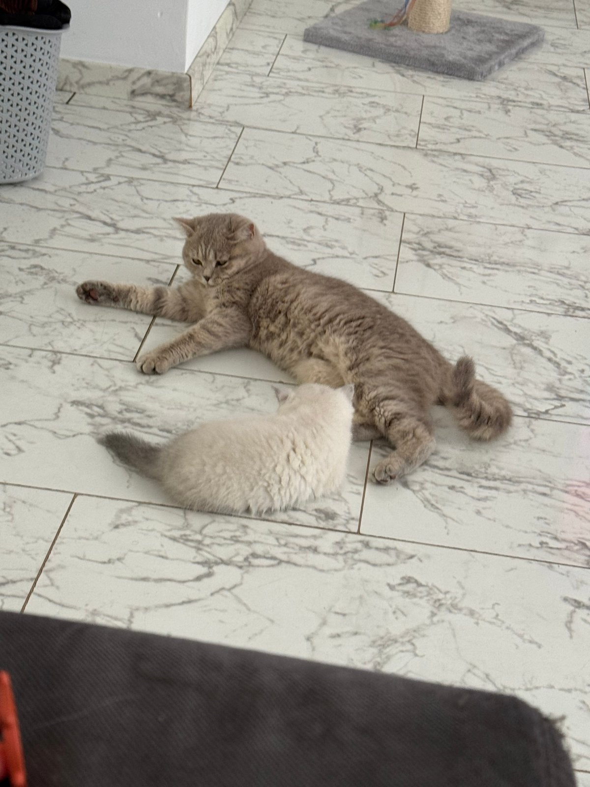 Britse korthaar Poesje, Dieren en Toebehoren, Poes