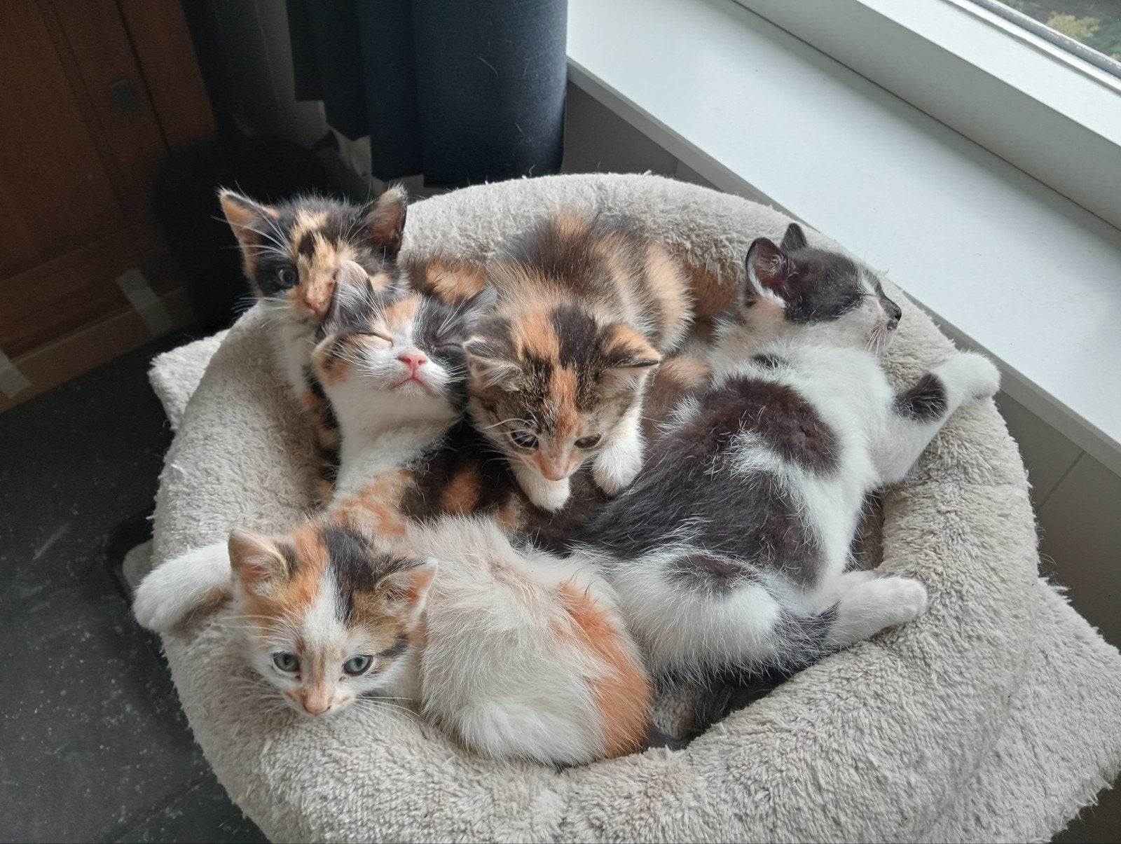 5 boerderij kittens, Meerdere dieren, Kortharig, 0 tot 2 jaar