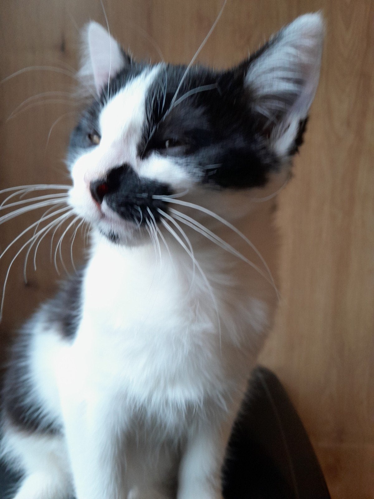 Mooie kruising Ragdoll kittens, Meerdere dieren, 0 tot 2 jaar