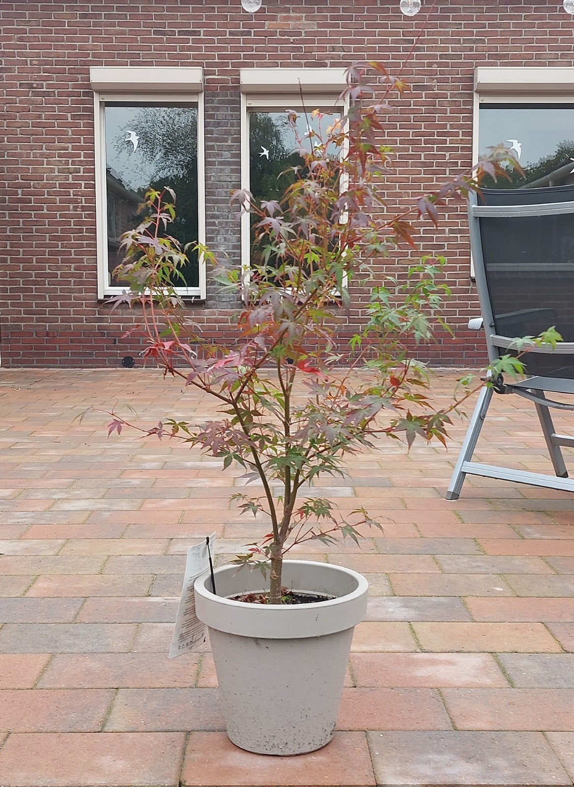 Japanse Esdoorn 'Katsura' in pot, Tuin en Terras, Bloeit niet, Halfschaduw, Overige soorten, 100 tot 250 cm