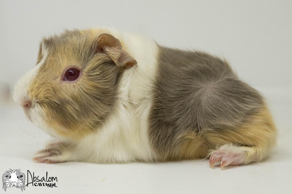 Lilac otter saffraan witte peruvian cavia, Cavia, Mannelijk, Mei, Tam