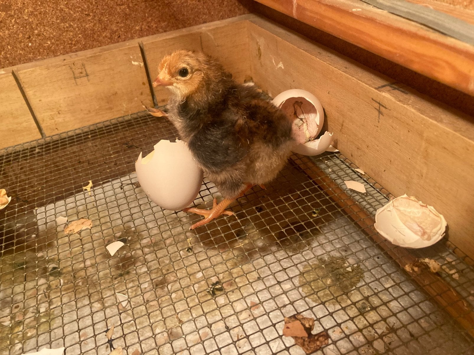 Kuikens mix kleuren kippen eendagskuikens, Dieren en Toebehoren, Meerdere dieren