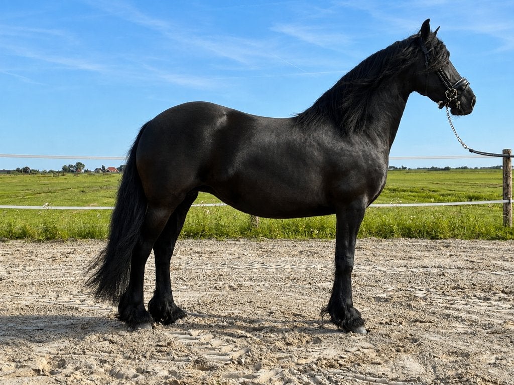 Friese merrie te koop, Merrie, Met stamboom, Niet van toepassing, 7 tot 10 jaar