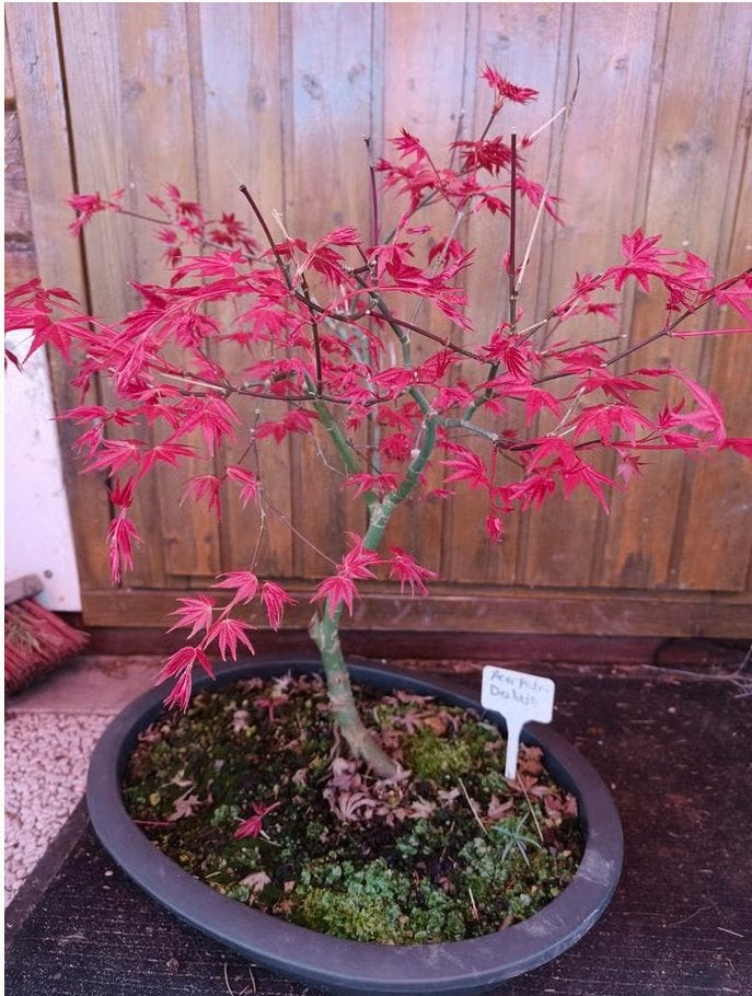 Bonsai Acer palmatum Deshojo, Tuin en Terras, Bloeit niet, Halfschaduw, Overige soorten, Minder dan 100 cm