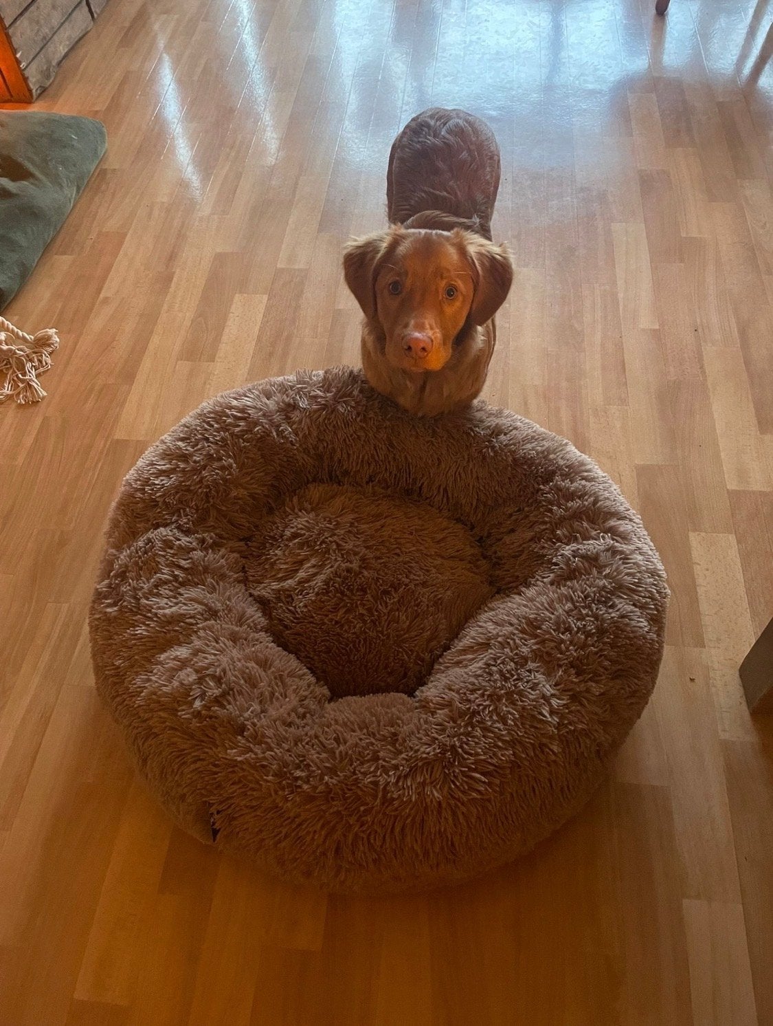 Donut hondenmand, Dieren en Toebehoren, Ophalen, Nieuw