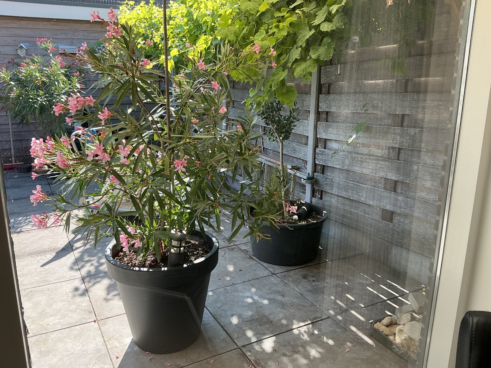 Roze Oleander in pot - Mediterrane sfeer voor uw tuin, Volle zon, Vaste plant, Zomer, Ophalen