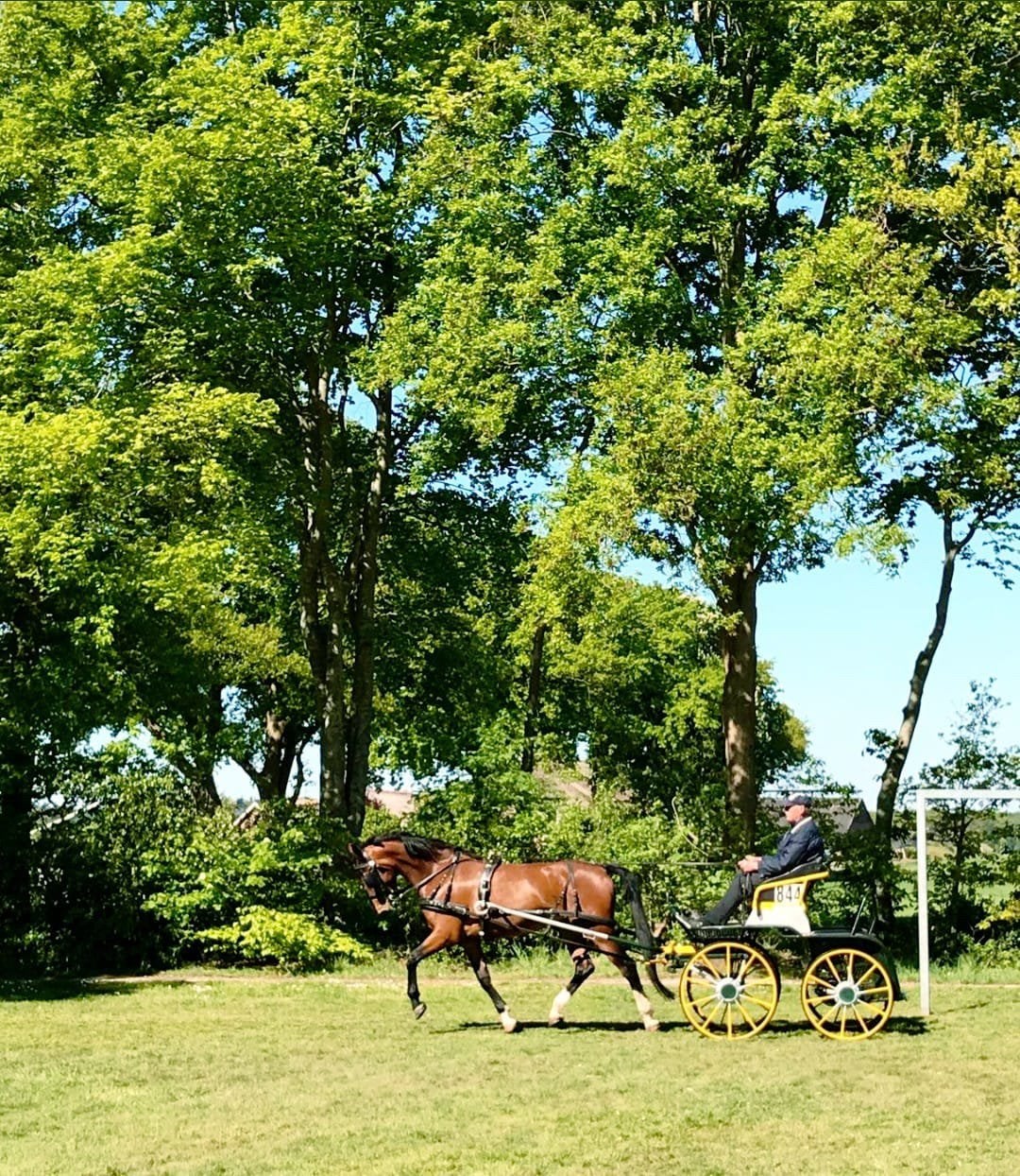 Aansprekende Tuigpaard merrie, Dieren en Toebehoren, Paarden, Merrie, Met stamboom, L, 7 tot 10 jaar