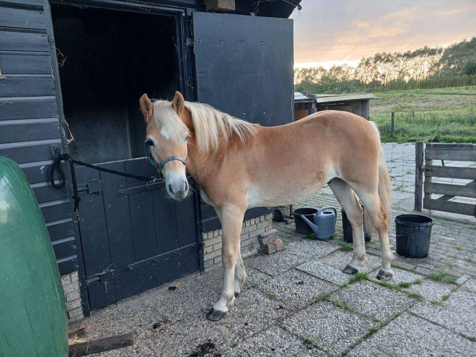 te koop lieve haflinger  hengst, Hengst, 0 tot 2 jaar