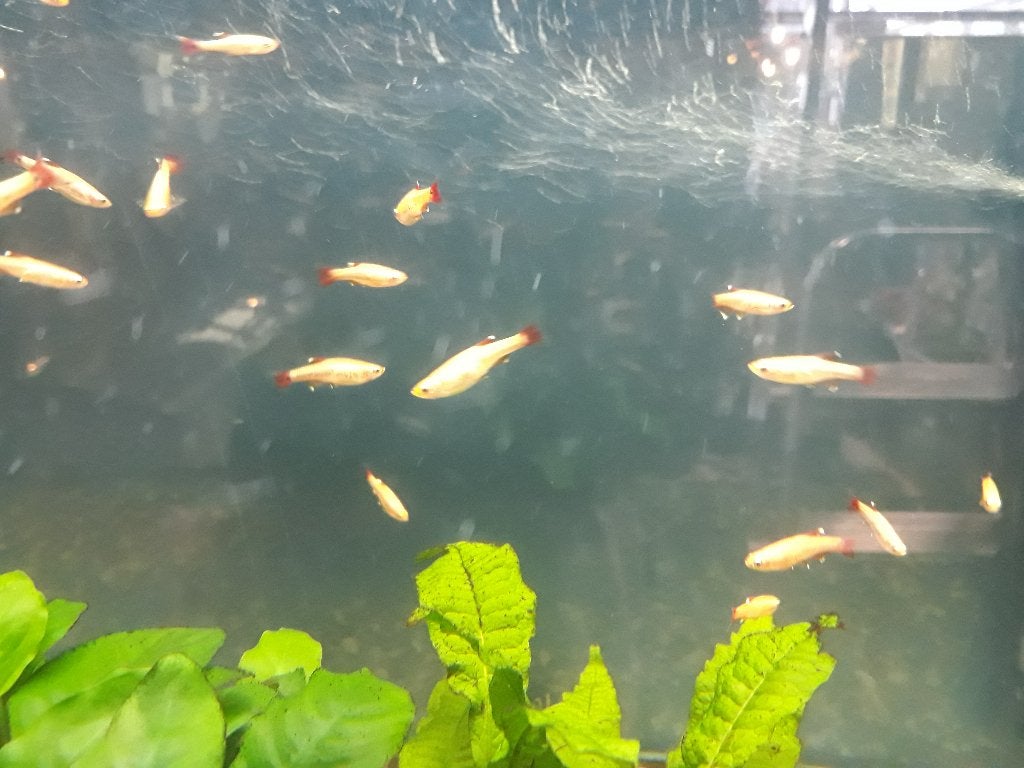 Chinese Danio goud - superleuk visje voor het aquarium, Dieren en Toebehoren, Vissen | Aquariumvissen, Vis, Zoetwatervis, Schoolvis