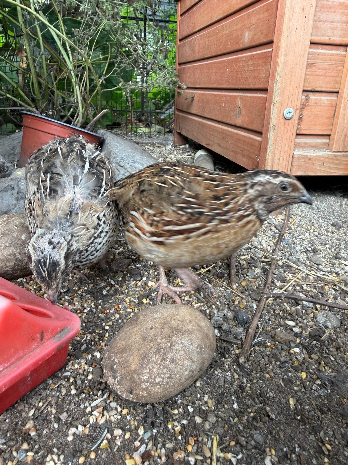 Japanse kwartel haan, Dieren en Toebehoren, Pluimvee