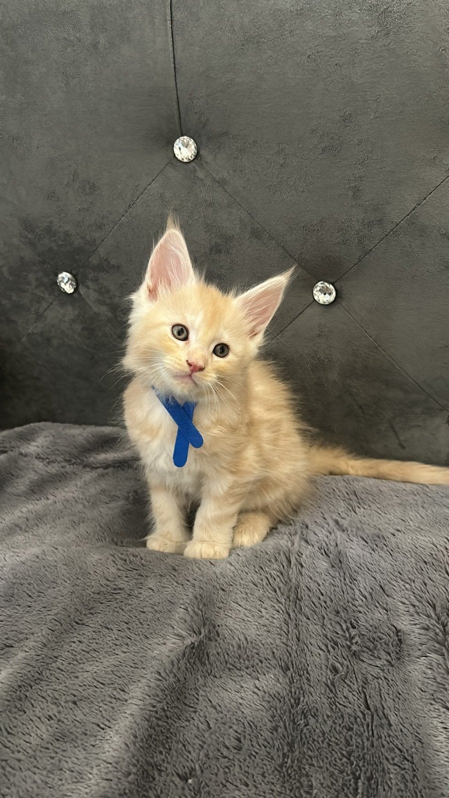5 lieve Maine Coon kittens