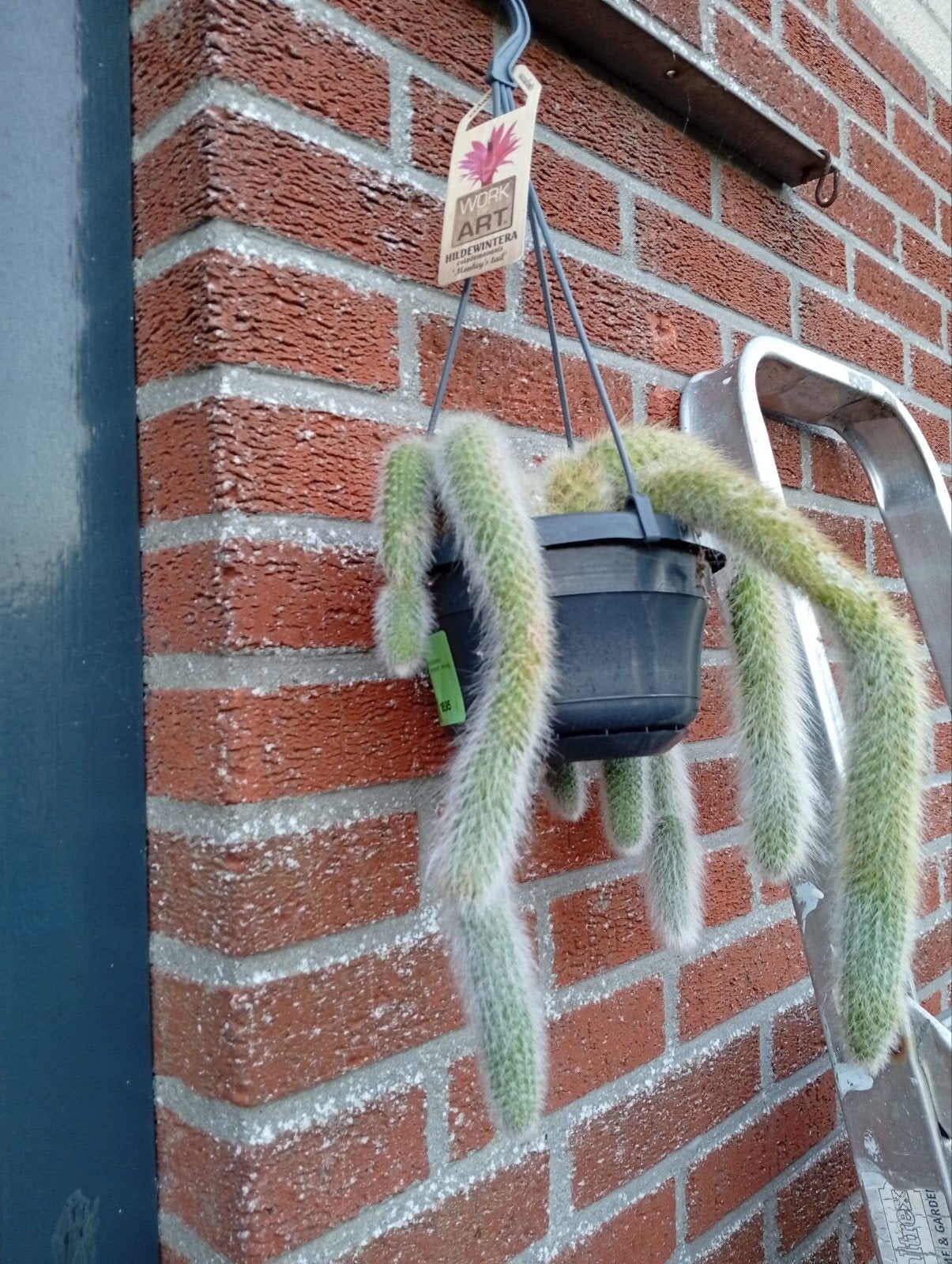 apenstaartcactus, Ophalen, Overige soorten, Volle zon