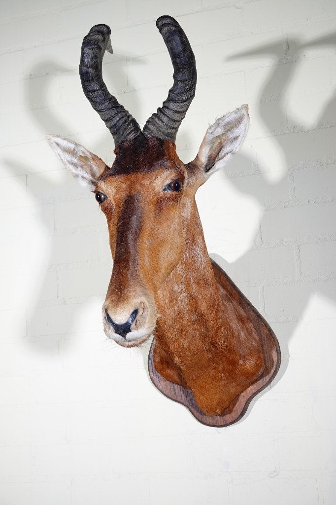 hartebeest  aanbieding wegens grote voorraad, Ophalen, Zo goed als nieuw, Hert, Gewei of Kop