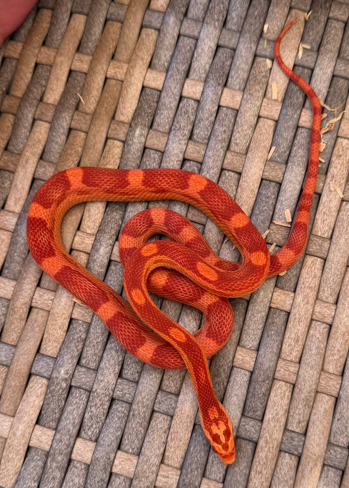 Pantherophis guttatus, Hagedis, 0 tot 2 jaar