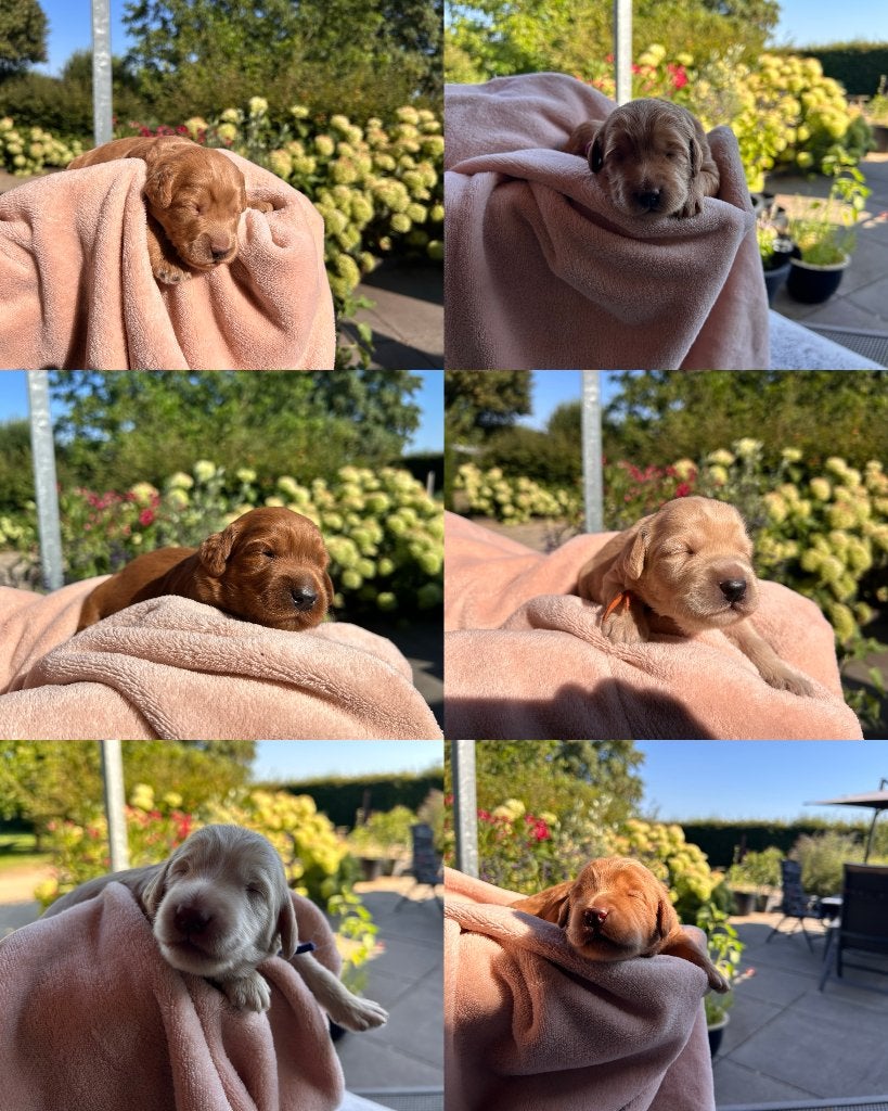 Australian Labradoodle pups, Dieren en Toebehoren, Parvo, 8 tot 15 weken, Meerdere, Meerdere dieren