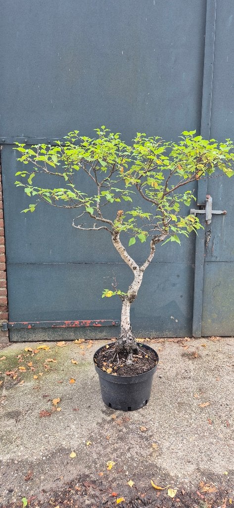 Bonsai Berk 45 jaar, Tuin en Terras, Halfschaduw, Overige soorten, Lente, 100 tot 250 cm