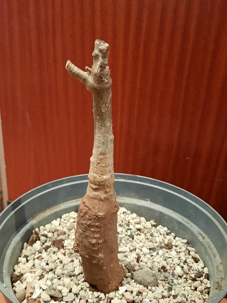 Adansonia digitata Baobab, Caudex, succulent, african tree, Verzenden, Halfschaduw, Minder dan 100 cm
