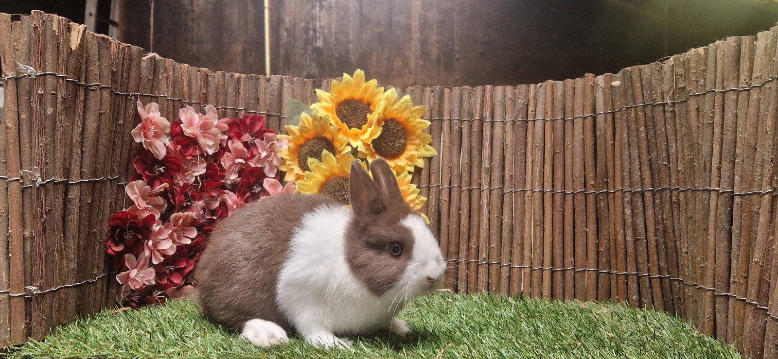 Jonge lieve dwergkonijn(en), ruime keus (kleurdwerg/minilop), Meerdere dieren, Dwerg