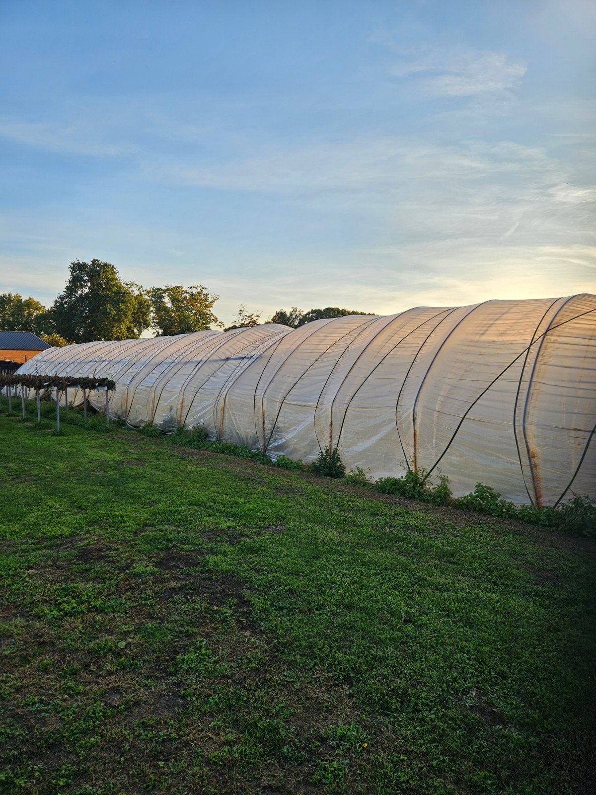 Tunnelkas folie 50m x 12m - Gebruikt voor 40m x 6m tunnel, Ophalen, Gebruikt, Plastic