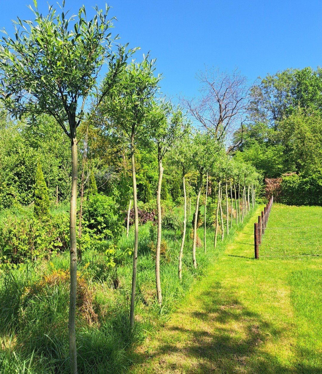 🌳 KNOTWILGEN SCHIETWILG SALIX ALBA BOOM WILGEN BOLBOOM WILG, 100 tot 250 cm, Zomer, Ophalen, Volle zon