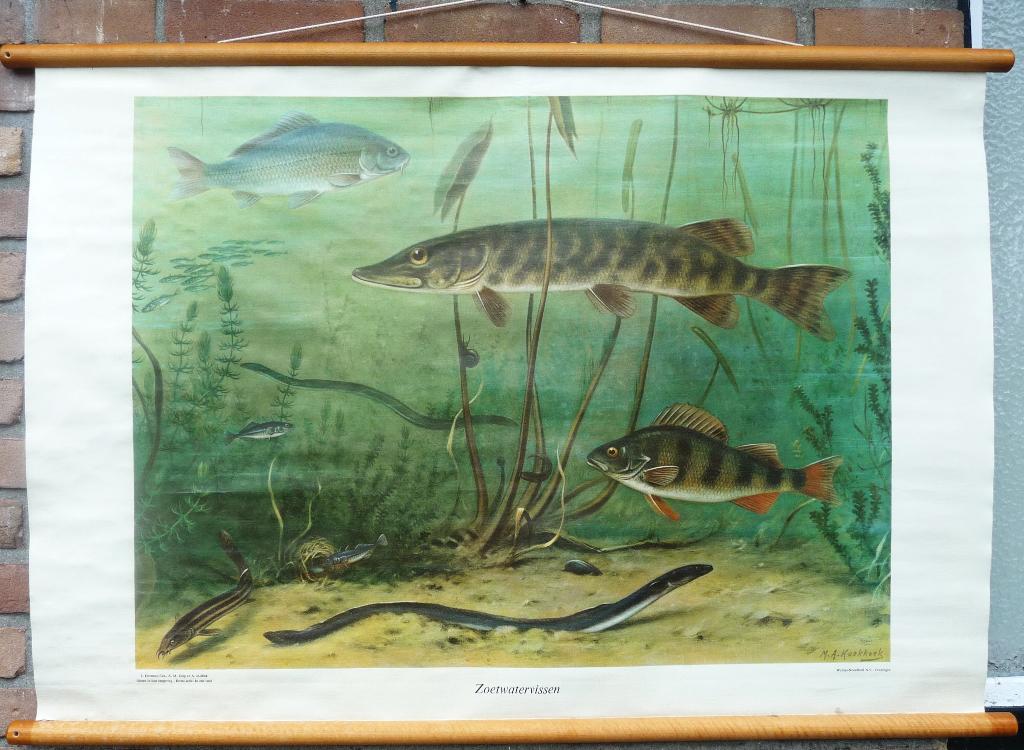 Oude schoolplaat met vissen in een mooi ondewater tafereel, Ophalen of Verzenden, Natuur en Biologie