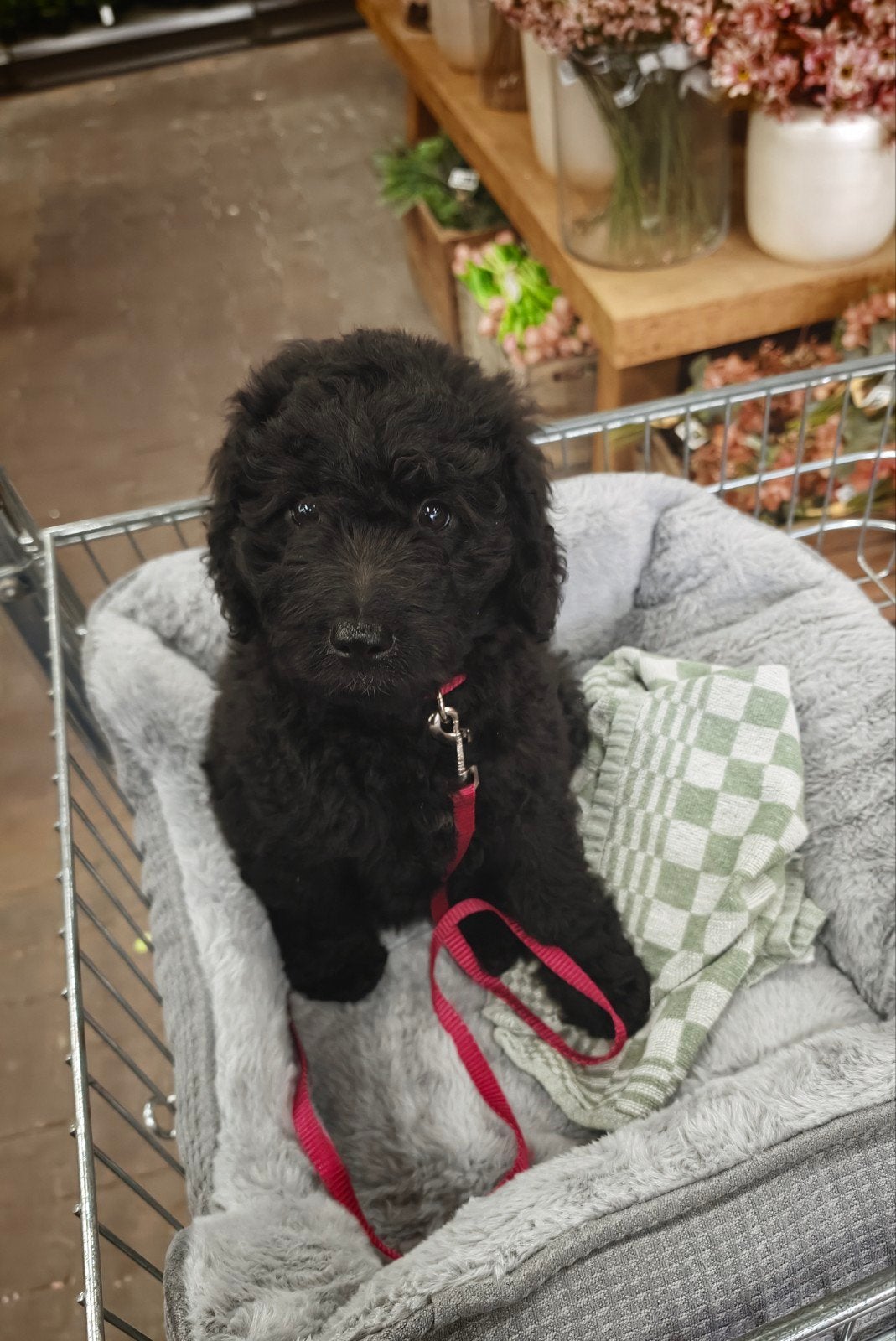 Medium Bernedoodle Bella 🤎 Lief zwart teefje – 9 weken, Dieren en Toebehoren, Overige rassen, CDV (hondenziekte), 8 tot 15 weken