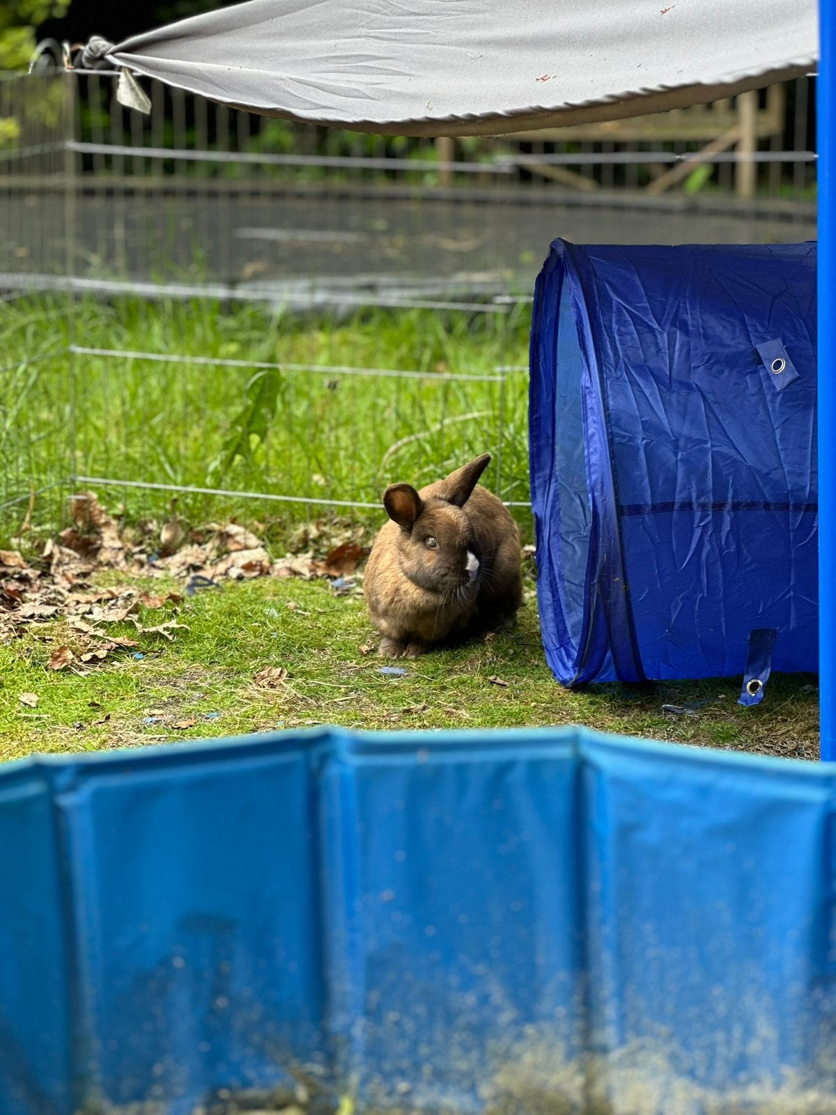 Voedster gezocht, Dieren en Toebehoren, Konijnen