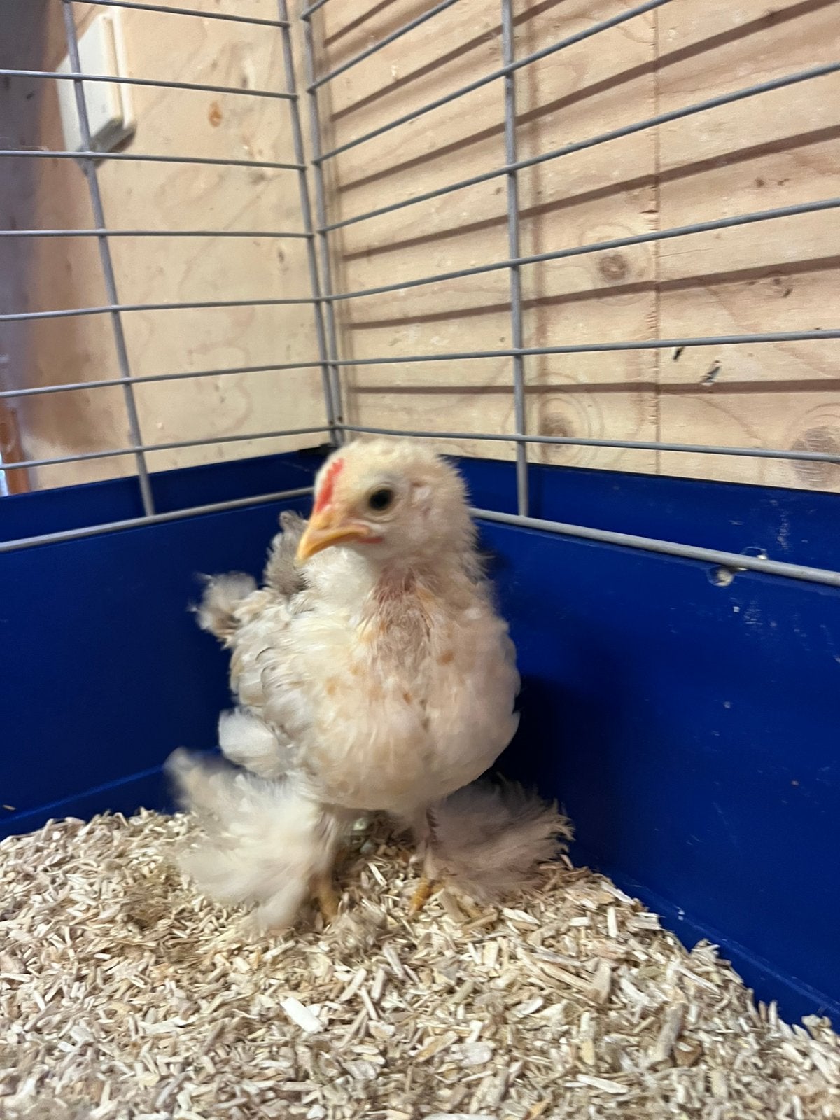 Kuikens Cochin Kriel haantjes lees beschrijving, Dieren en Toebehoren, Pluimvee, Mannelijk, Kip