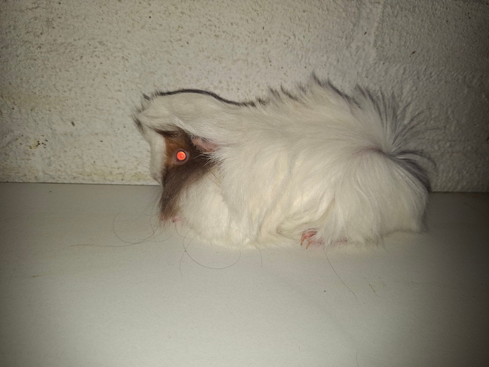 Superlief peruvian baby cavia, Dieren en Toebehoren, Knaagdieren, Cavia, Mannelijk, Mei, Tam