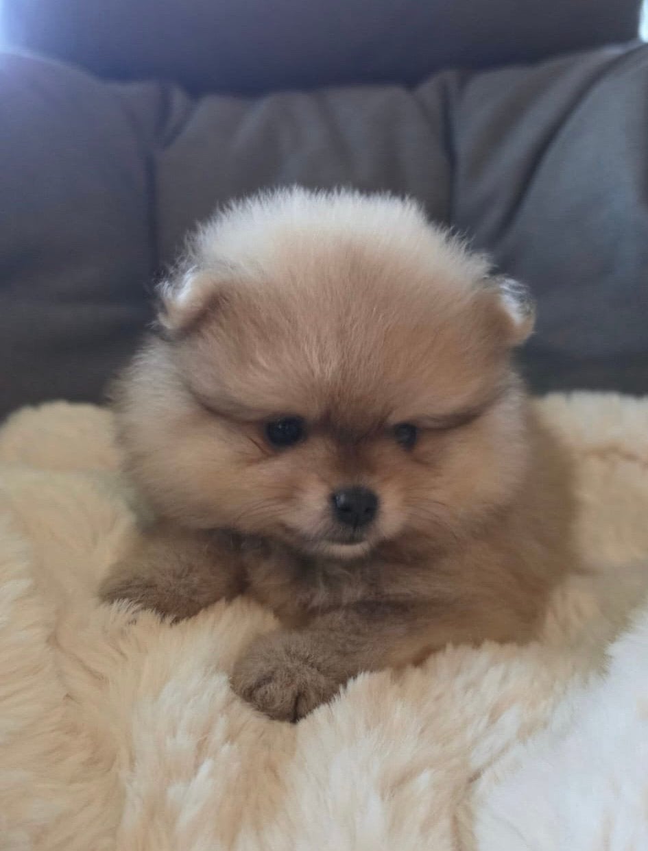 Prachtig pups mogen het nest verlaten., Overige rassen, 8 tot 15 weken, Teef, Meerdere