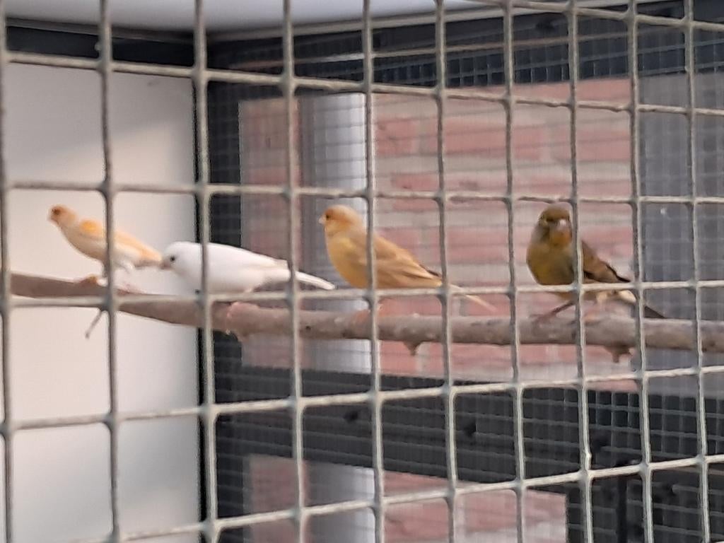 Kanarie ... 5 mannetjes, Dieren en Toebehoren, Vogels | Kanaries, Mannelijk, Kleurkanarie