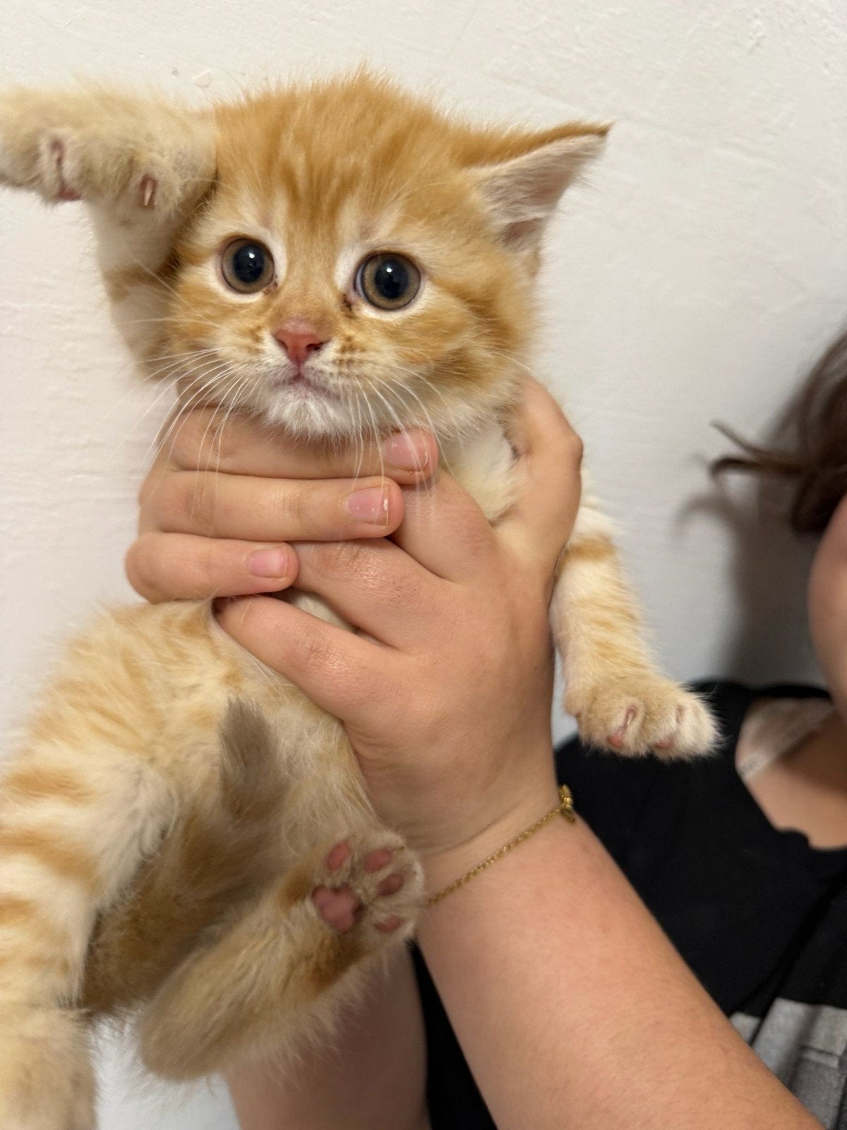 Hij is twee en een halve maand oud, schattig en speels; hij, 0 tot 2 jaar