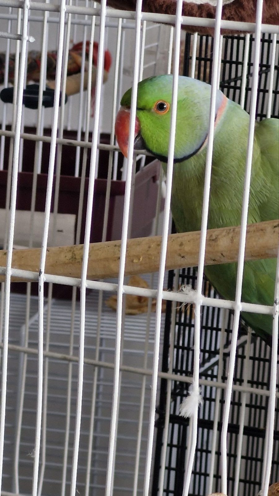 Ring bird, Mannelijk, Parkiet