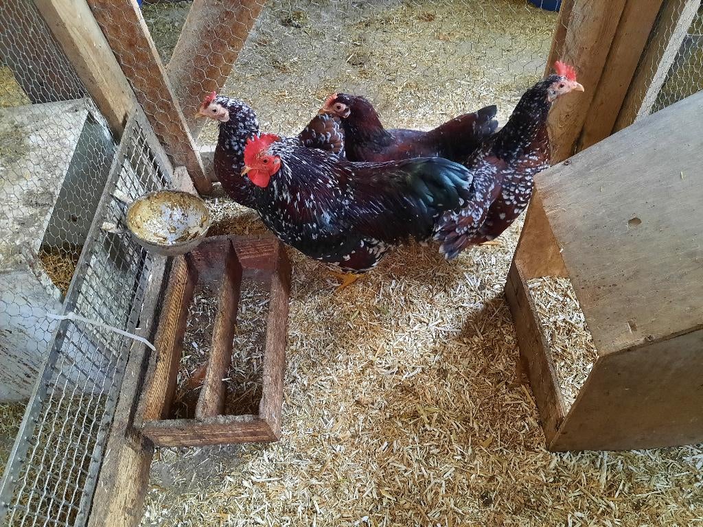 Broedeieren van rood porselein Plymouth Rock krielen., Geslacht onbekend, Kip