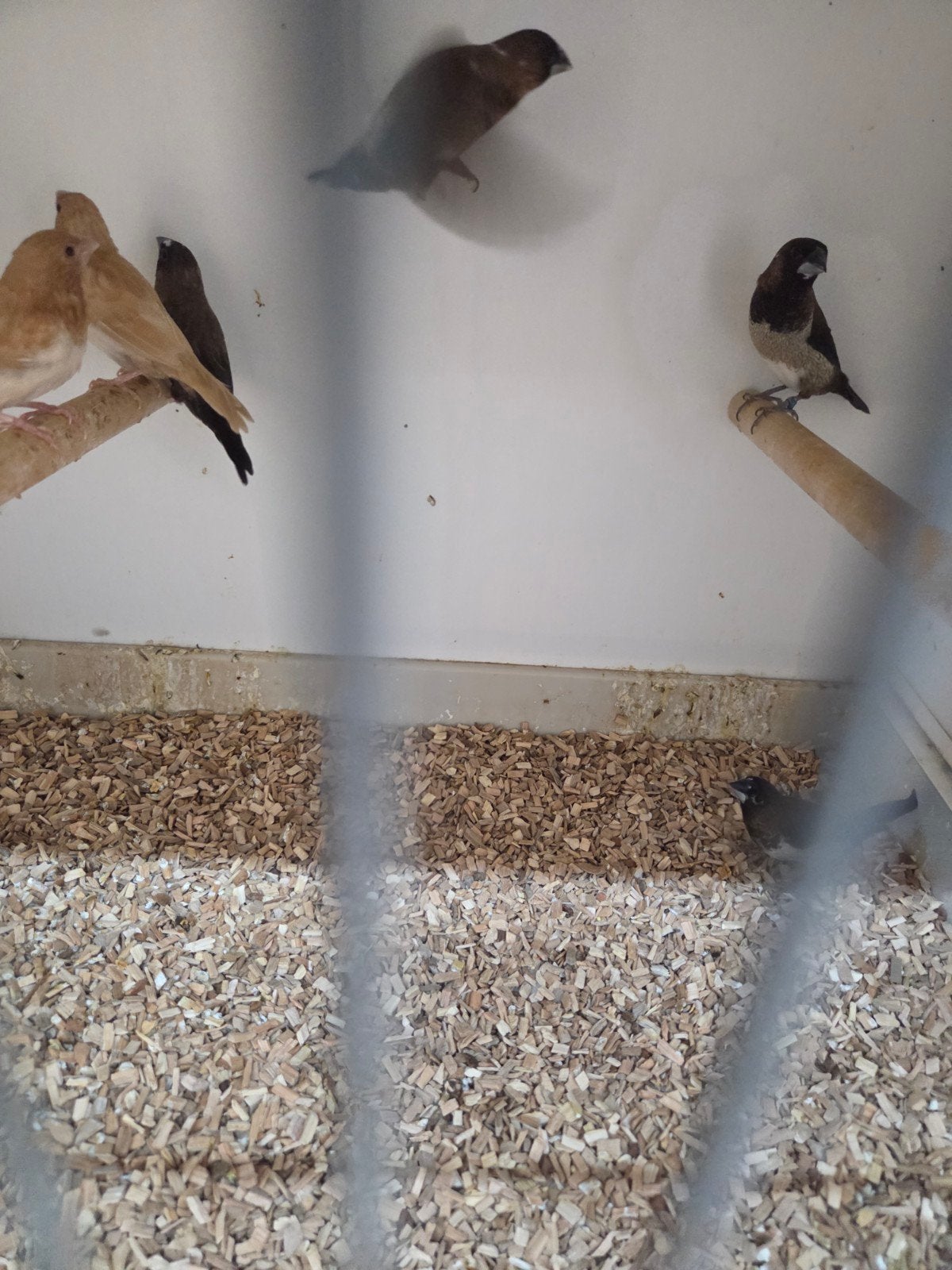 japanse meeuwen, Dieren en Toebehoren, Meerdere dieren