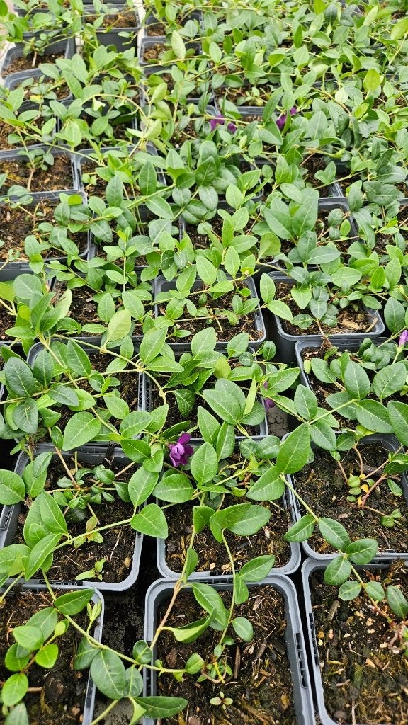 Vinca minor Atropurpurea - paarse bloem - maagdenpalm, Bodembedekkers, Volle zon, Vaste plant, Ophalen of Verzenden