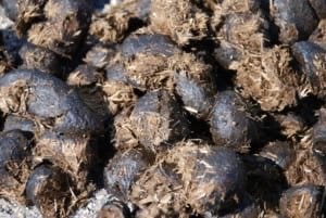 Paardenmest, gratis gebracht, Tuin en Terras, Ophalen, Mest
