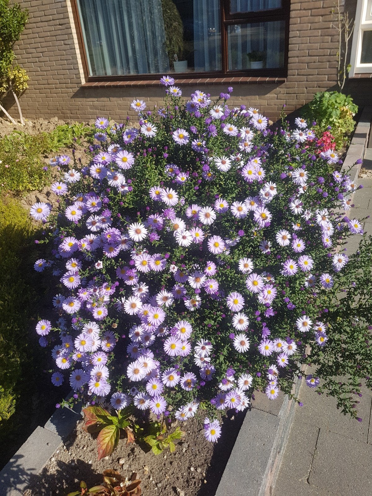 herfstaster stekjes, Ophalen of Verzenden, Eenjarig, Groenteplanten, Volle zon
