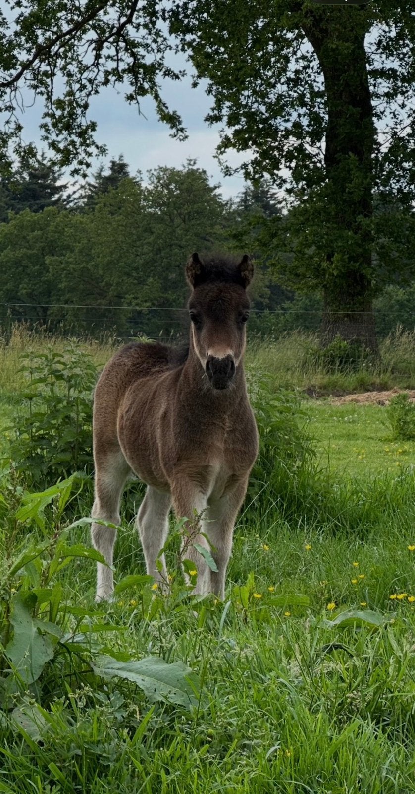 Knap bruin hengstveulen, Dieren en Toebehoren, Hengst, A pony (tot 1.17m), Gechipt, 0 tot 2 jaar