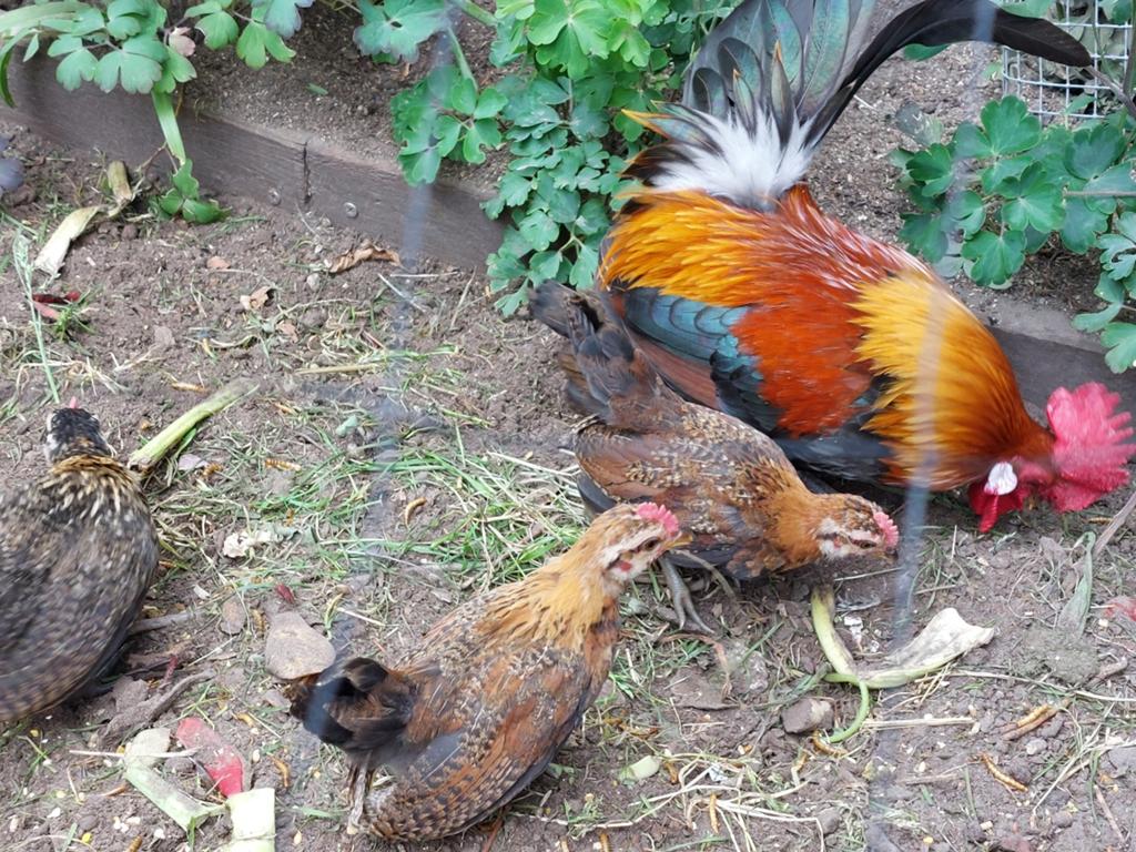 Serama haantjes, Dieren en Toebehoren, Pluimvee, Mannelijk, Kip