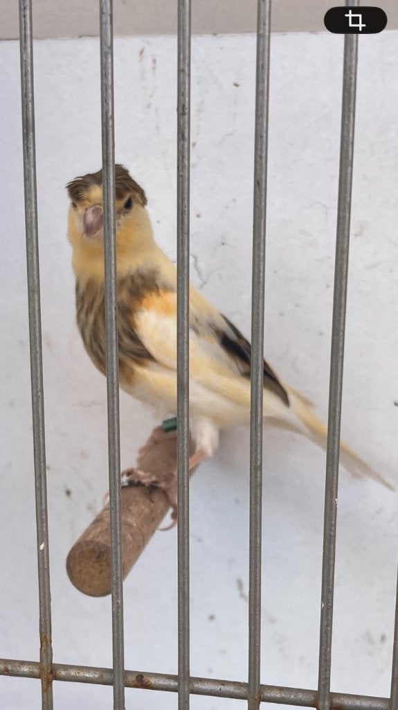 Mooie jonge zangkanarie met kuif, Dieren en Toebehoren, Vogels | Kanaries, Mannelijk, Zangkanarie